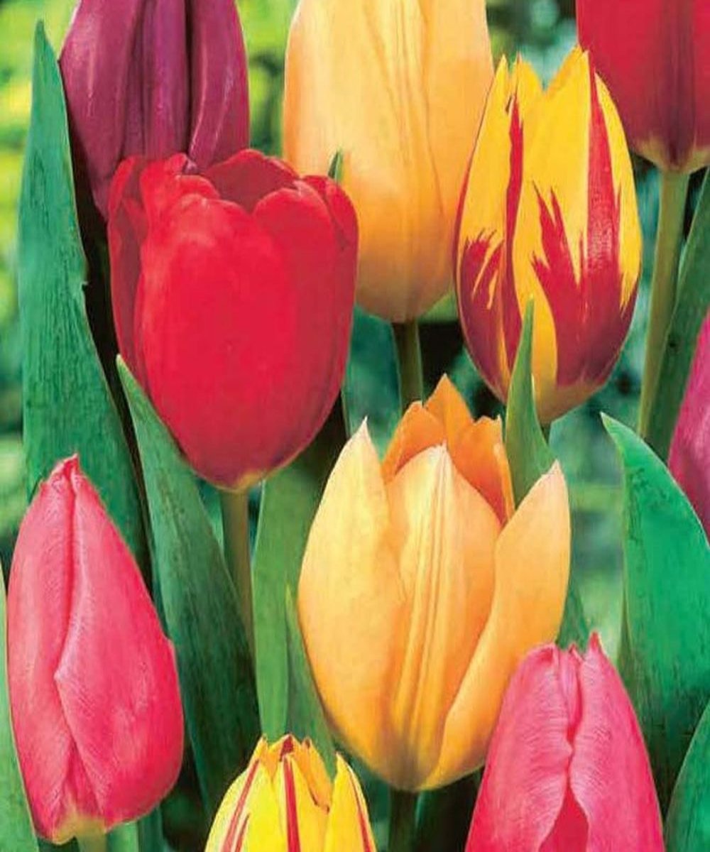 Tulip Single Early Mixed Bulbs