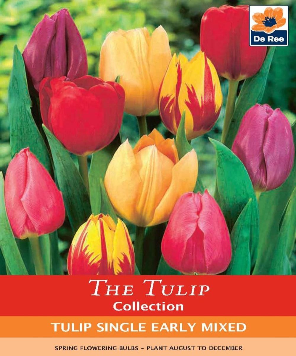 Tulip Single Early Mixed Bulbs