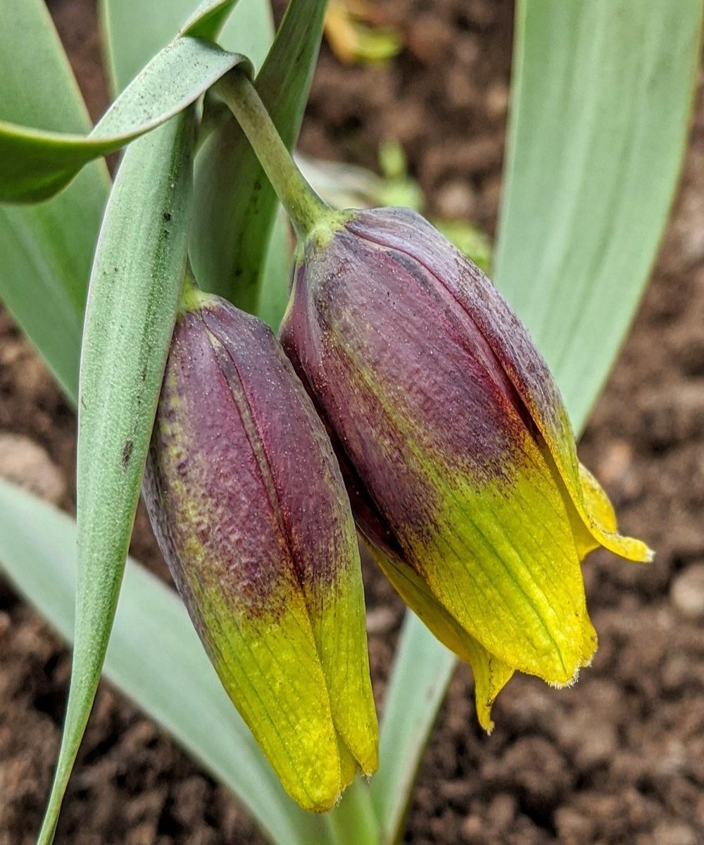 Fritillaria Uva Vulpis Bulbs