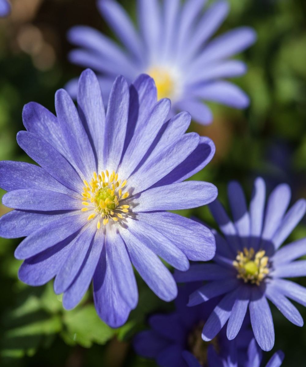 Anemone 'Blanda Blue Shades' Bulbs