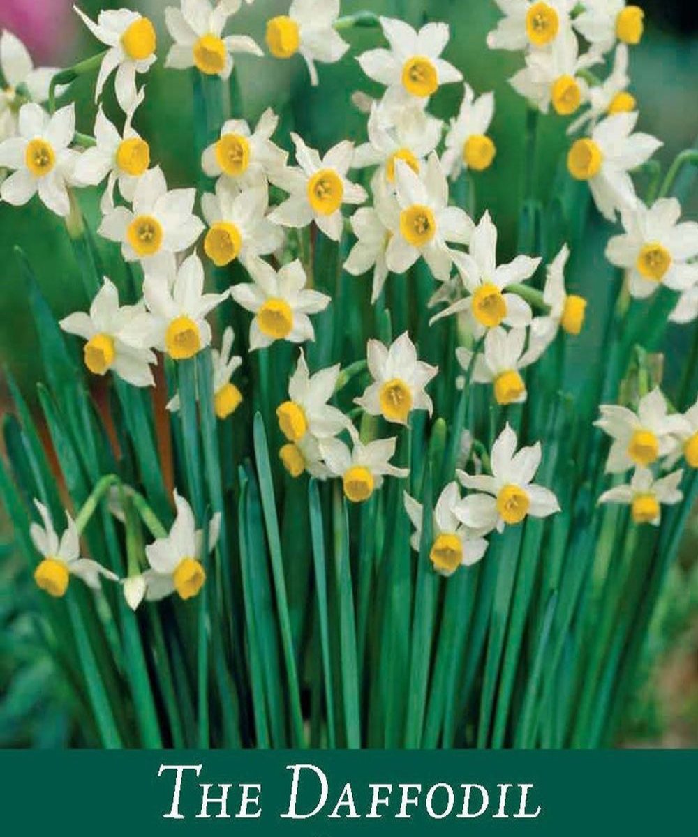 Dwarf Daffodil Canaliculatus