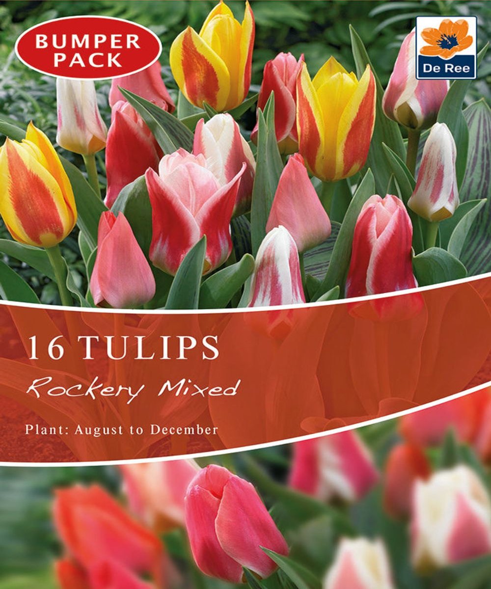 Tulip Dwarf Rockery Mixed Bulbs