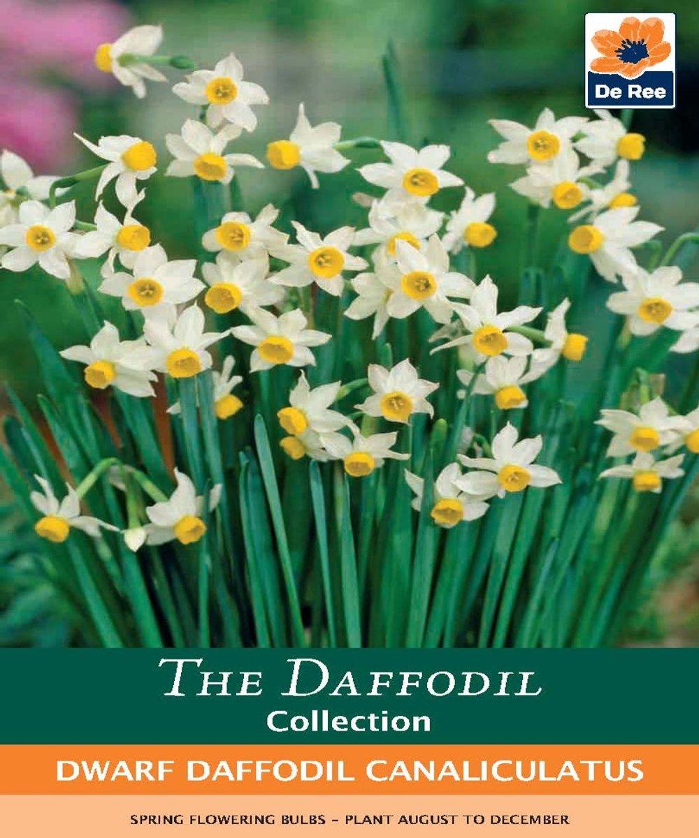 Dwarf Daffodil Canaliculatus