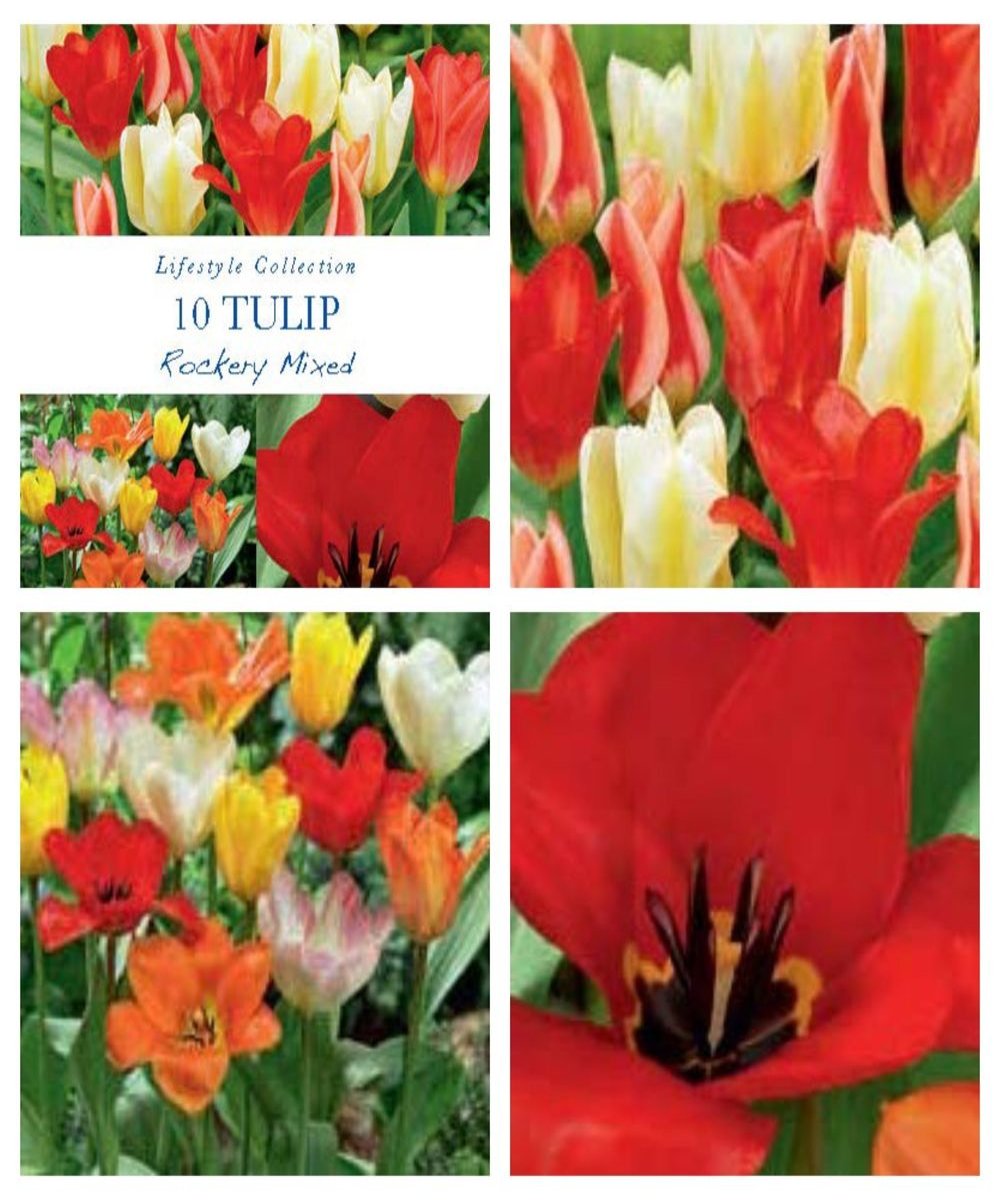 Tulip Dwarf Rockery Mixed Bulbs