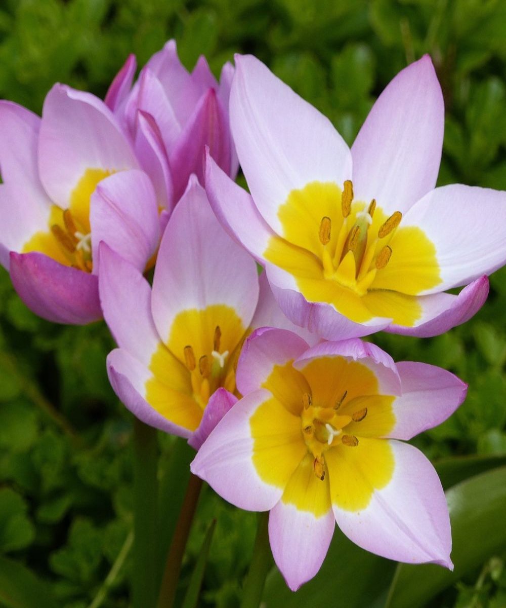 Tulip Bakeri 'Lilac Wonder' Bulbs