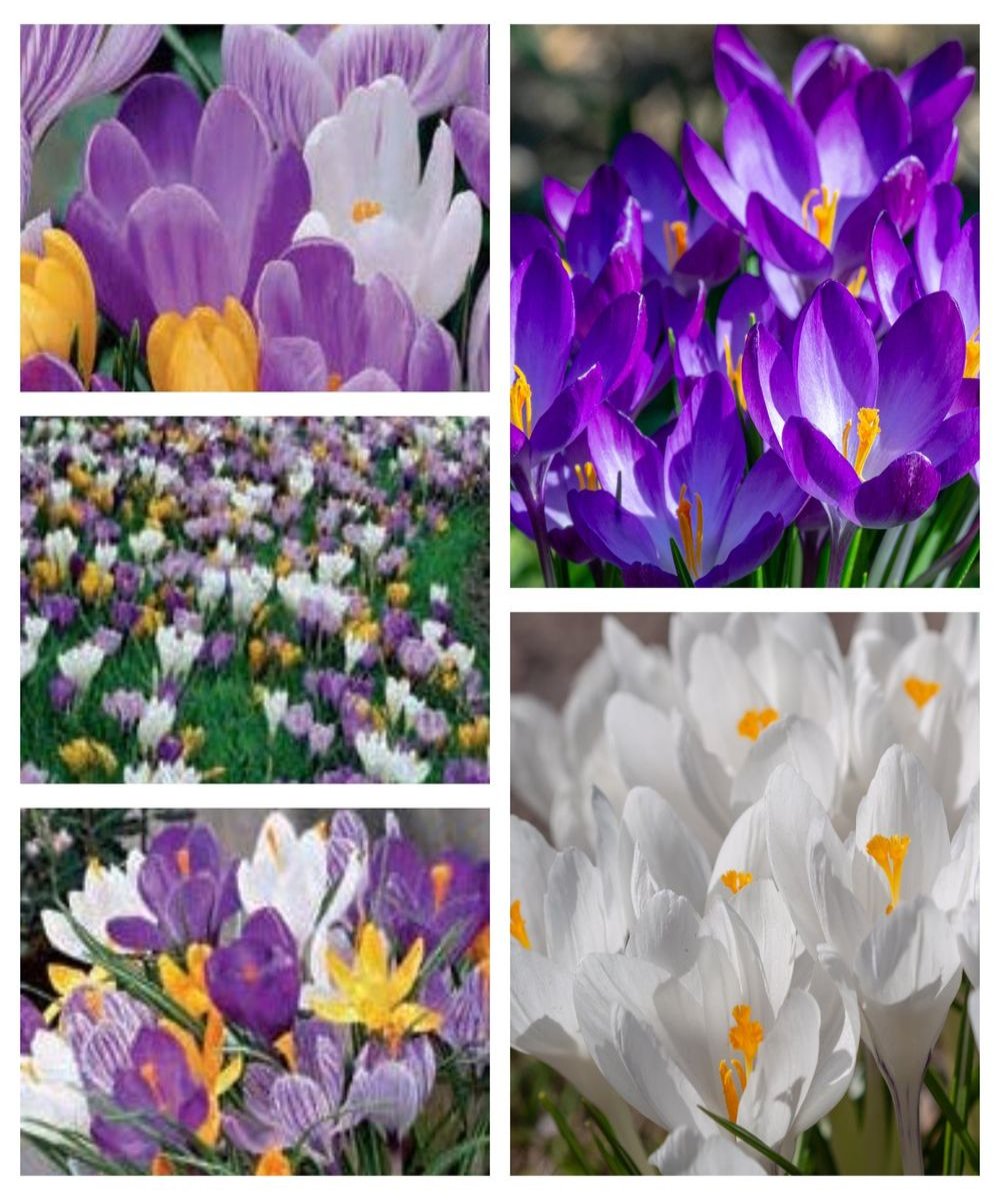 Crocus Large Flowering Mixed