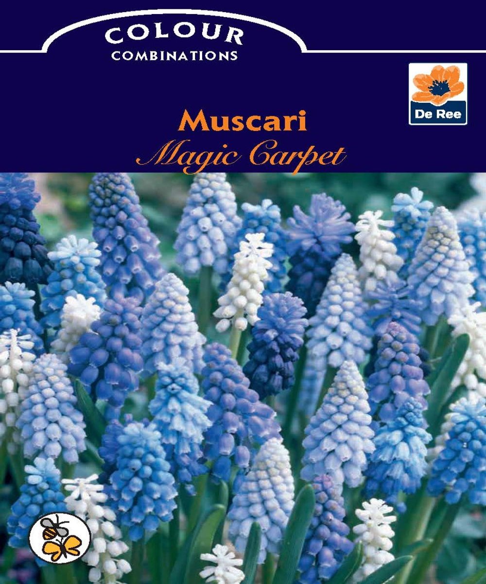 Muscari Magic Carpet Bulbs