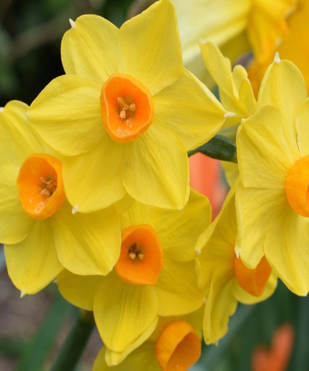 Dwarf Daffodil 'Martinette'