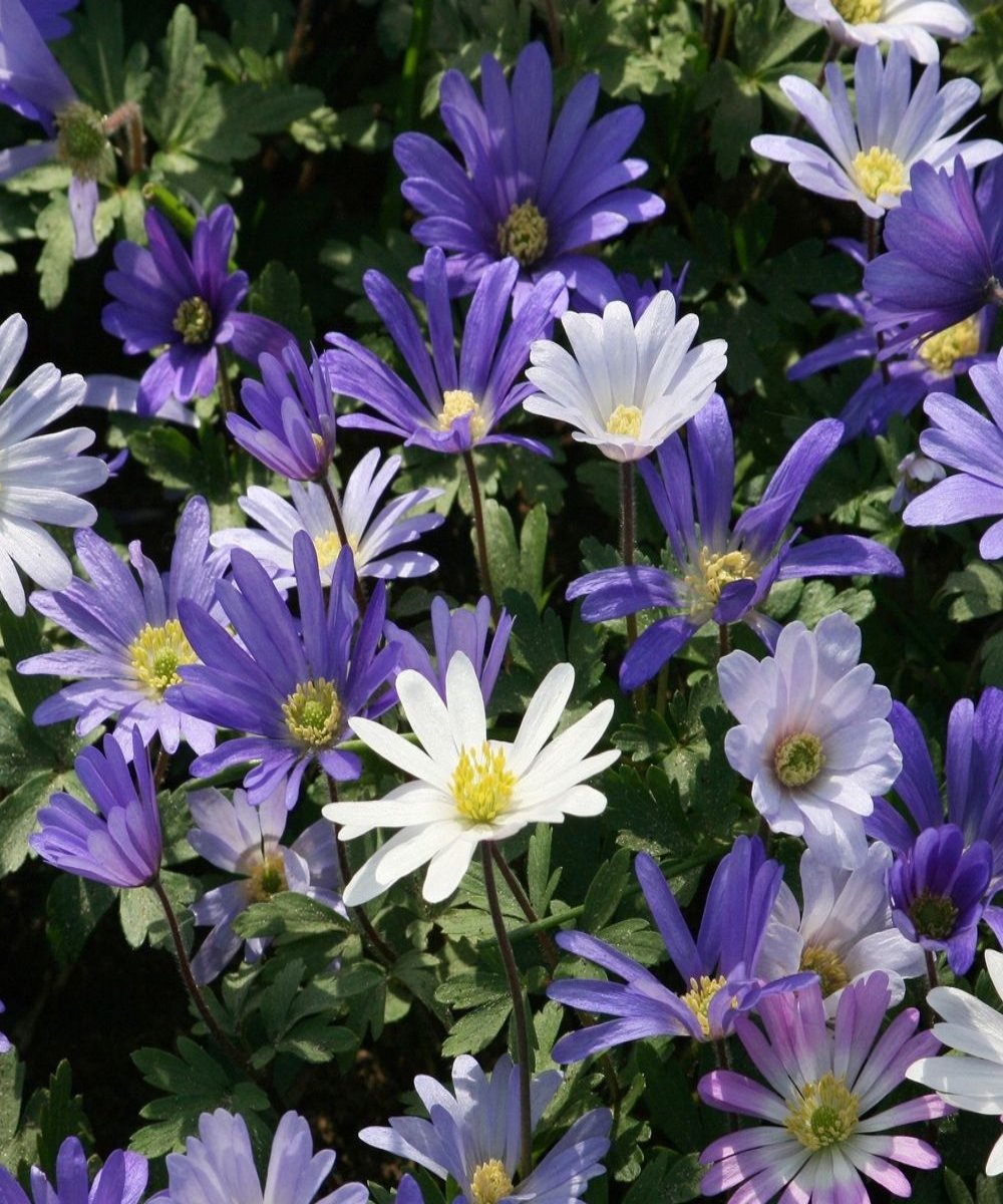 Anemone 'Blanda Blue Shades' Bulbs