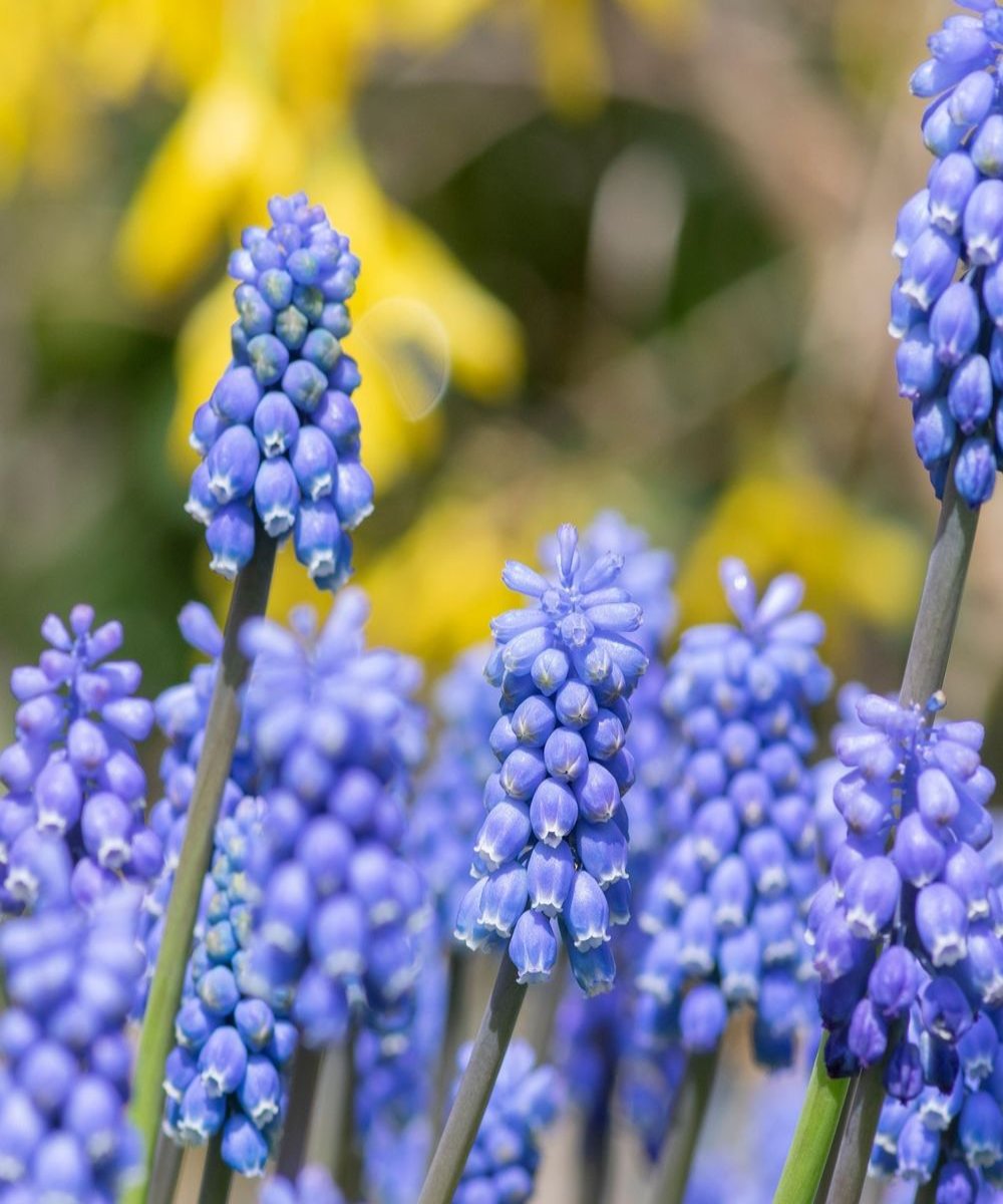 Muscari Blue Grape Hyacinths