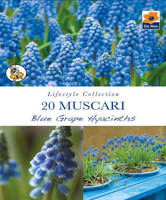 Muscari Blue Grape Hyacinths