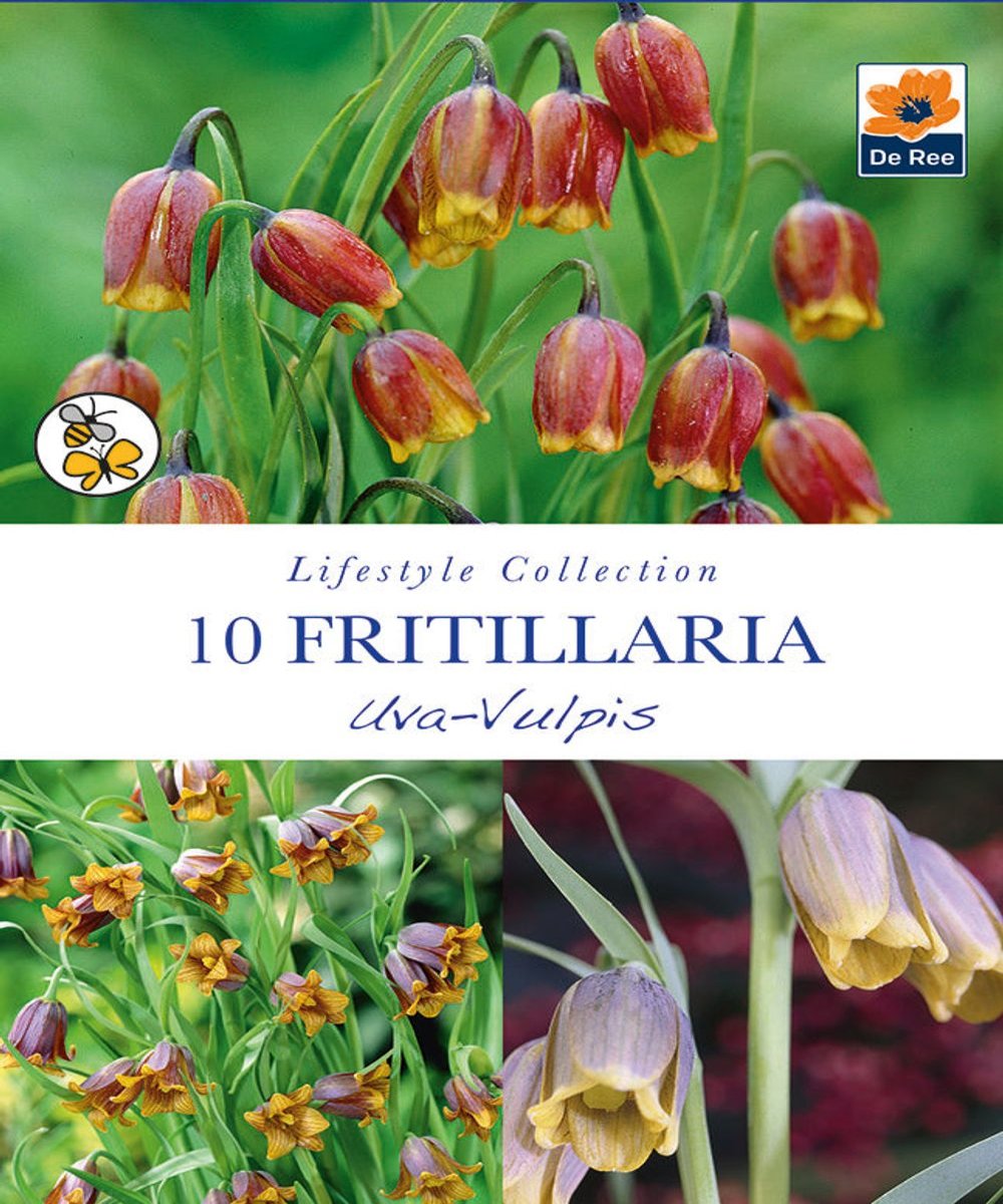 Fritillaria Uva Vulpis Bulbs