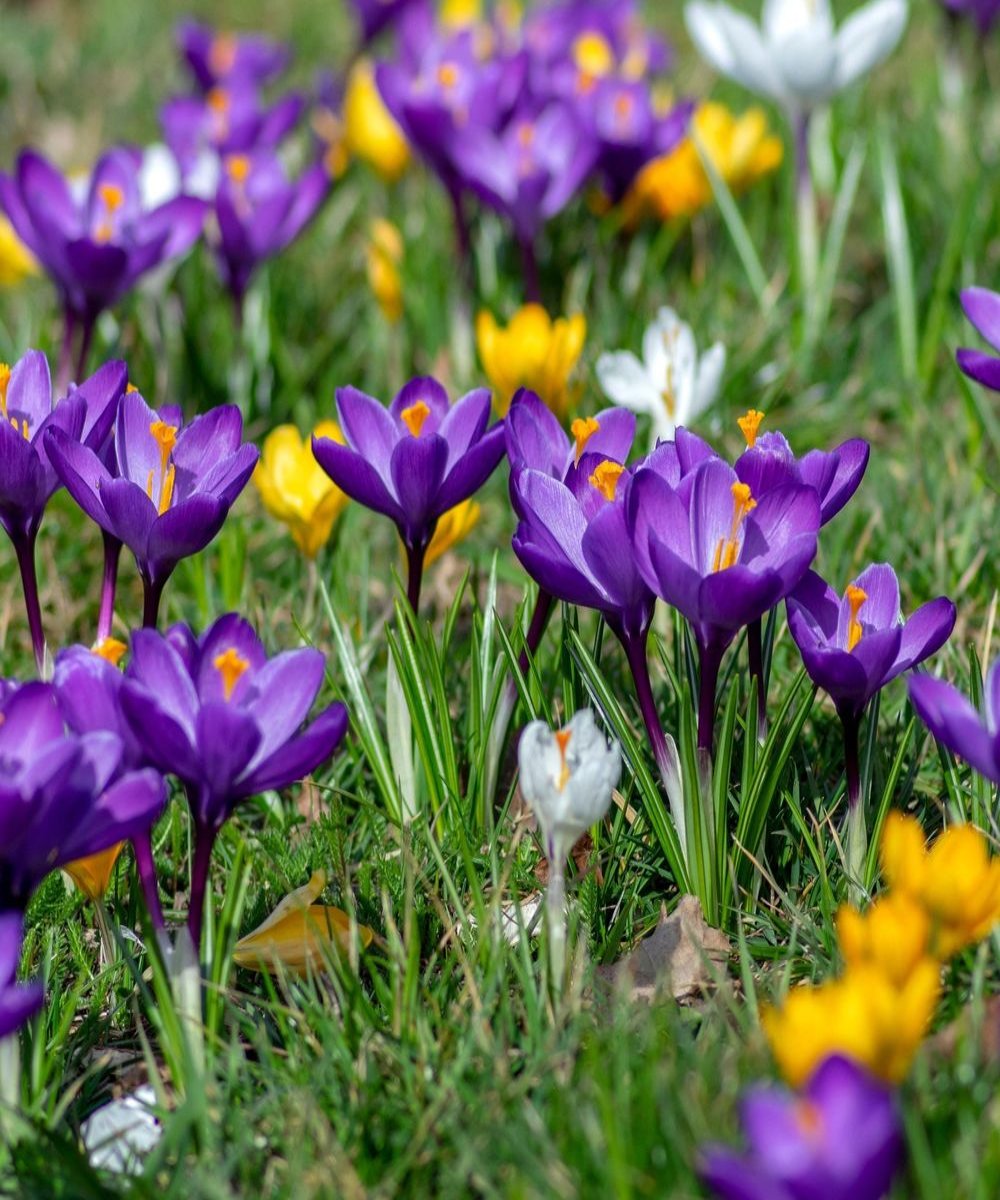 Crocus Large Flowering Mixed