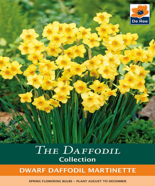 Dwarf Daffodil 'Martinette'